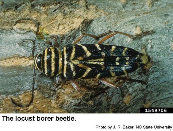 Locust borer